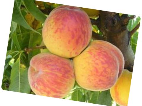 Aranycsillag Aranycsillag