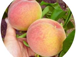 Incrocio Pieri őszibarack facsemete eladó – szabadgyökeres, földlabdás, konténeres kiszerelésben