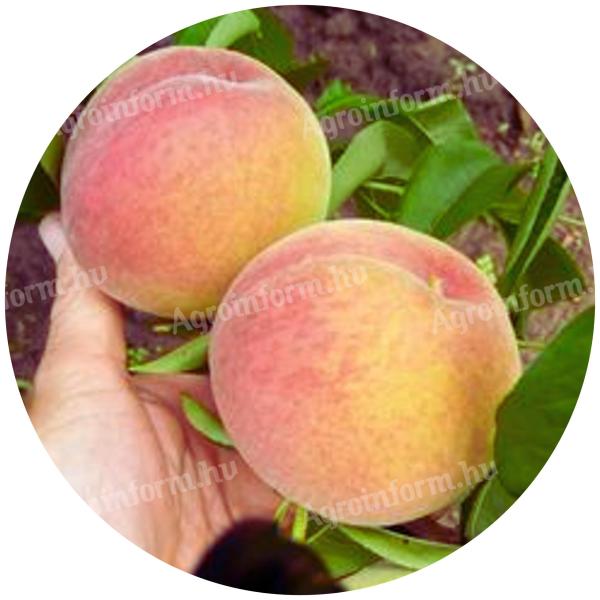 Incrocio Pieri őszibarack facsemete eladó – szabadgyökeres, földlabdás, konténeres kiszerelésben