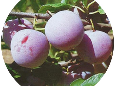 Althann ringló szilva facsemete – szabadgyökeres, földlabdás és konténeres kiszerelésben Althann ringló szilva facsemete – szabadgyökeres, földlabdás és konténeres kiszerelésben