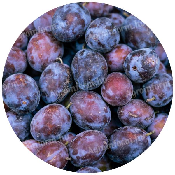 Besztercei szilva facsemete eladó – szabadgyökeres, földlabdás, konténeres