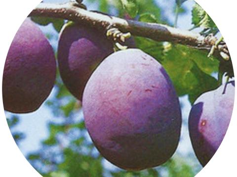 Cacansca Rana Cacansca Rana