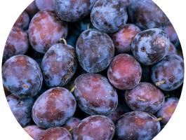 Debreceni muskotály szilvafa csemeték eladók