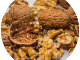 Alsószentiváni kései dió facsemeték - konténeres, bőtermő fajta