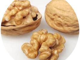 Milotai késői dió facsemete konténeres kiszerelésben