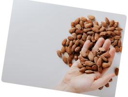 Tétényi Rekord mandula facsemete eladó – szabadgyökeres, földlabdás, konténeres