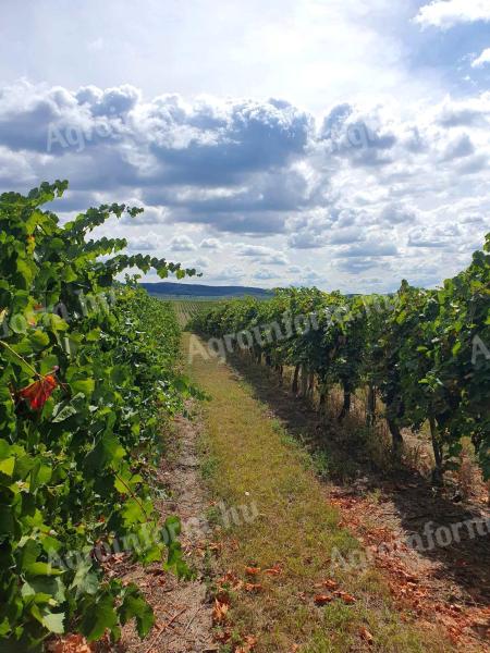 Kékfrankos szőlőültetvény Balatonbogláron,  Szőlőskislakon