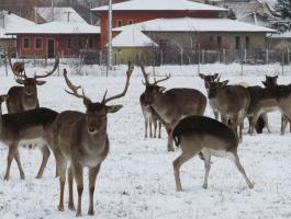 Dámszarvasok és muflonok eladók vadfarmról