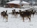 Dámszarvasok és muflonok eladók vadfarmról
