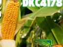 Dekalb DKC4178 FAO: 320-340 kukorica vetőmag - megbízható korai