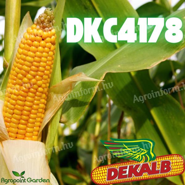 Dekalb DKC4178 FAO: 320-340 kukorica vetőmag - megbízható korai