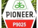 Pioneer P9025 FAO 310 kukorica vetőmag