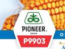 Pioneer P9903 FAO 390 kukorica vetőmag