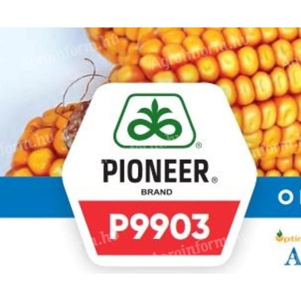 Pioneer P9903 FAO 390 kukorica vetőmag