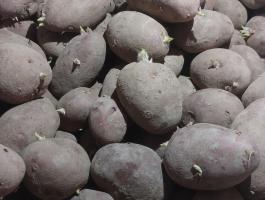 Vető méretű burgonya eladó
