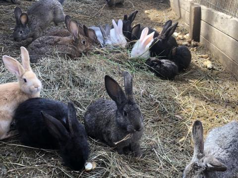 Eladó nyulak Eladó nyulak