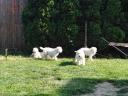Komondor fajtajellegű kölykök