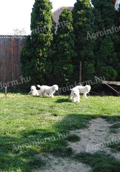 Komondor fajtajellegű kölykök