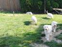 Komondor fajtajellegű kölykök