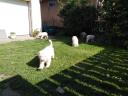 Komondor fajtajellegű kölykök