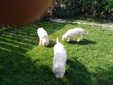 Komondor fajtajellegű kölykök