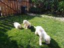 Komondor fajtajellegű kölykök
