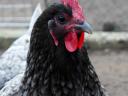 Australorp naposcsibe,  csibe,  csirke