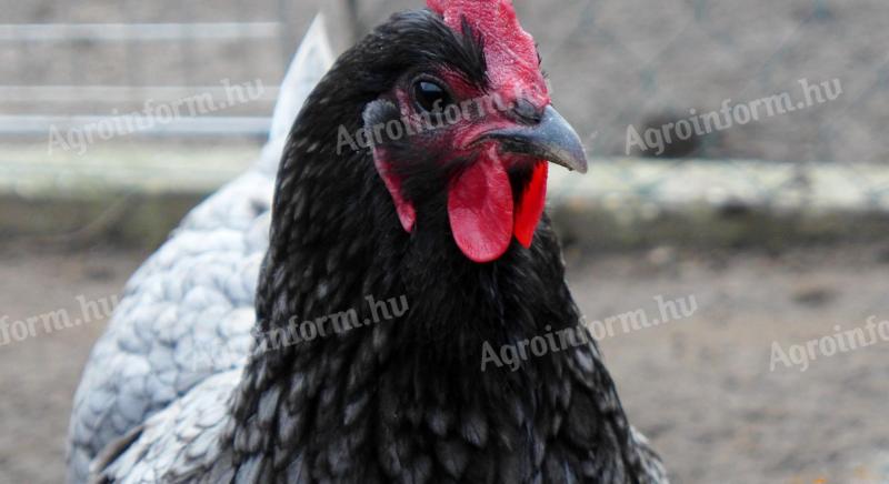 Australorp naposcsibe,  csibe,  csirke