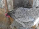 Australorp naposcsibe,  csibe,  csirke