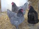 Australorp naposcsibe,  csibe,  csirke