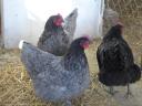 Australorp naposcsibe,  csibe,  csirke