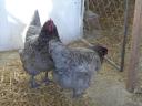 Australorp naposcsibe,  csibe,  csirke