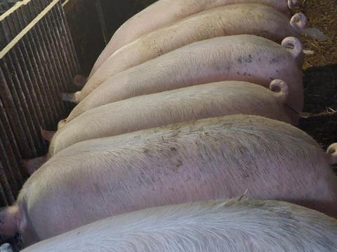 Nagy súlyú hízók eladók Nagy súlyú hízók eladók