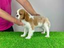 Törzskönyves Cavalier King