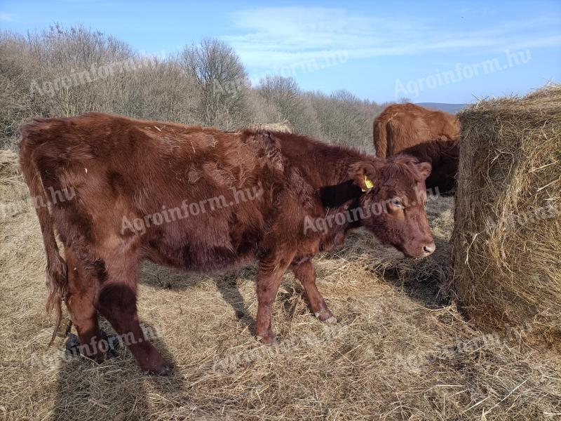 Angus üszők eladók