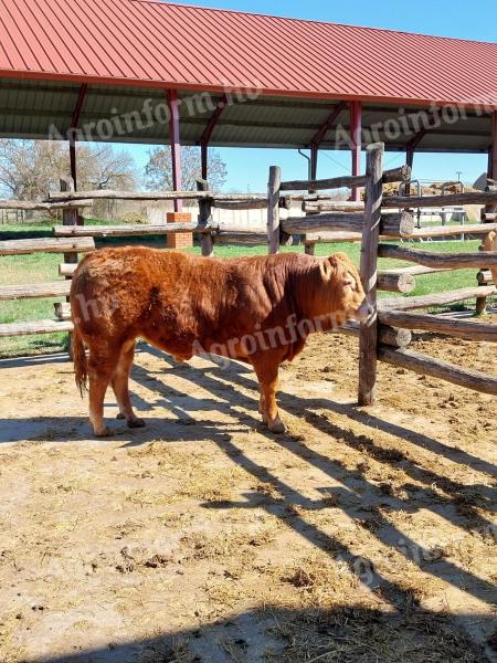 Limousin tenyészbika