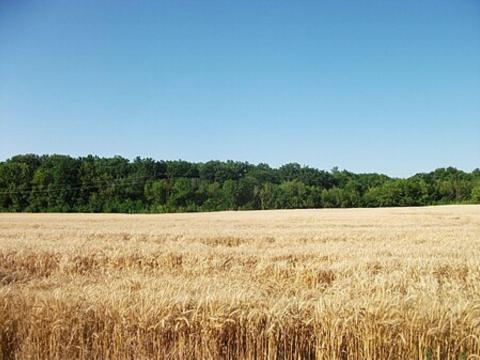 Eladó szántóföld Kisszálláson Eladó szántóföld Kisszálláson