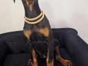 Dobermann kiskutya