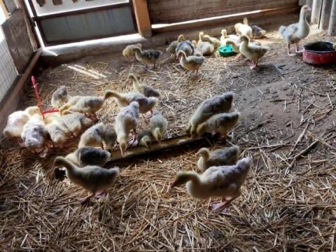 Libák,  fehér és szürke színűek eladók,  20 db,  10-14 kg,  1 és 2 évesek Libák,  fehér és szürke színűek eladók,  20 db,  10-14 kg,  1 és 2 évesek