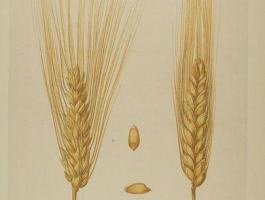 Durumbúza C-komplex technológia gombaölő hatással,  réz + kén + cink