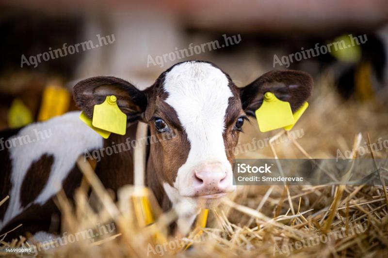 Borjász/ellető munkatársat keresünk