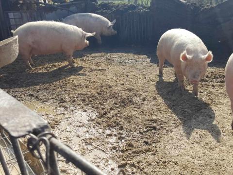 Hízó eladó Hízó eladó