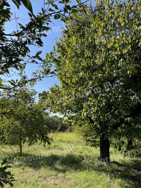 Gyümölcsöskert eladó Kiszomboron – 4200 nm bekerített telek