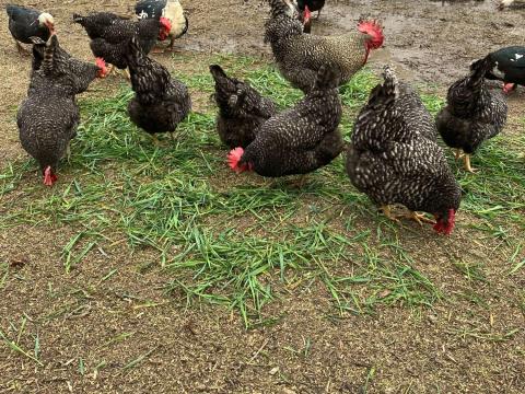 Eladó őshonos kendermagos tyuk tojas Eladó őshonos kendermagos tyuk tojas