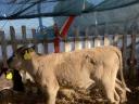 Eladó charolais f1 üsző borju