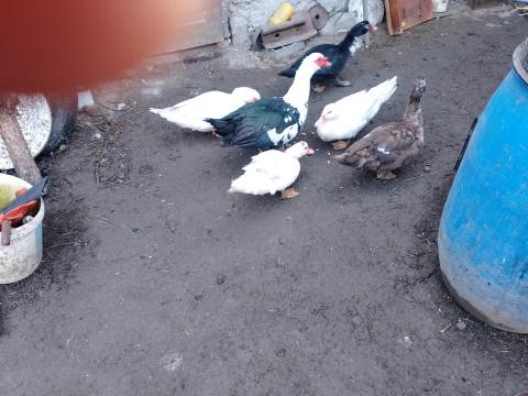 Eladó néma kacsák Eladó néma kacsák