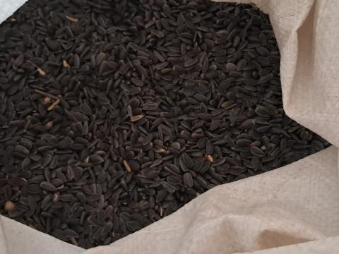 Eladó napraforgó Eladó napraforgó