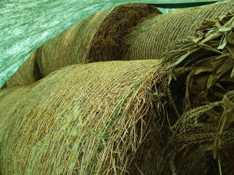 Lucerna körbála eladó Lucerna körbála eladó