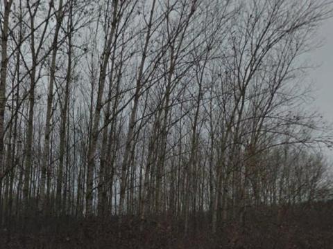 Monostorpályiban osztatlan közös erdőterület eladó Monostorpályiban osztatlan közös erdőterület eladó