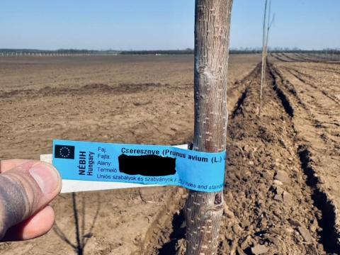 Ültetvénytelepítés GPS-vezérelt ültetőgéppel Ültetvénytelepítés GPS-vezérelt ültetőgéppel